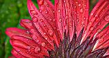 Wet Gerbera Backside_P1160407-21
